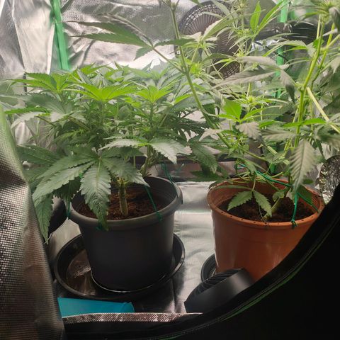 Critical (RQS) & Super- Skunk growlog photo: Skunky geht in die Blütenproduktion über & Critta fängt an mit dem Stretch 😊 heute gab's n bisschen mehr Wasser, weil ich morgen wieder nicht Zuhause bin .. 😬