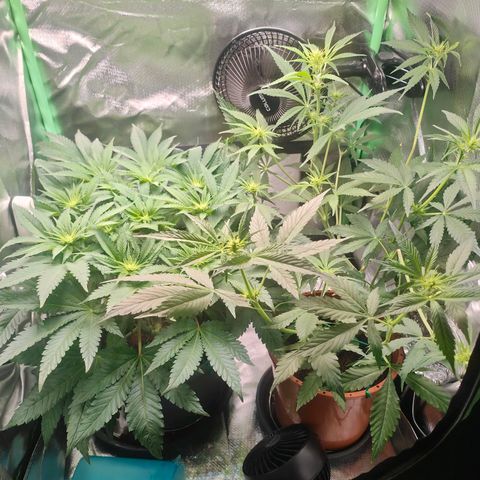 Critical (RQS) & Super- Skunk growlog photo: Skunky geht in die Blütenproduktion über & Critta fängt an mit dem Stretch 😊 heute gab's n bisschen mehr Wasser, weil ich morgen wieder nicht Zuhause bin .. 😬