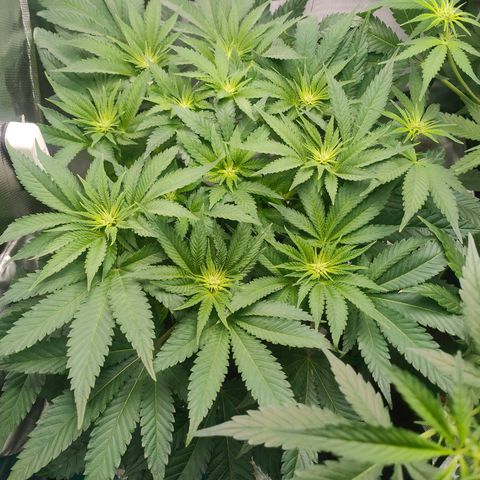 Critical (RQS) & Super- Skunk growlog photo: Skunky geht in die Blütenproduktion über & Critta fängt an mit dem Stretch 😊 heute gab's n bisschen mehr Wasser, weil ich morgen wieder nicht Zuhause bin .. 😬