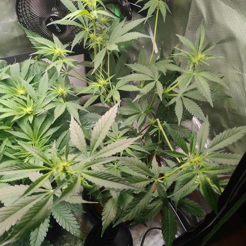 Critical (RQS) & Super- Skunk growlog photo: Skunky geht in die Blütenproduktion über & Critta fängt an mit dem Stretch 😊 heute gab's n bisschen mehr Wasser, weil ich morgen wieder nicht Zuhause bin .. 😬