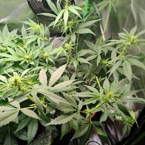 Critical (RQS) & Super- Skunk growlog photo: Kraut & Rüben 🫣