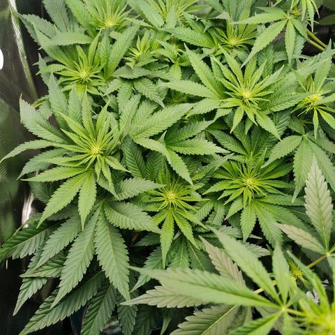 Critical (RQS) & Super- Skunk growlog photo: Kraut & Rüben 🫣