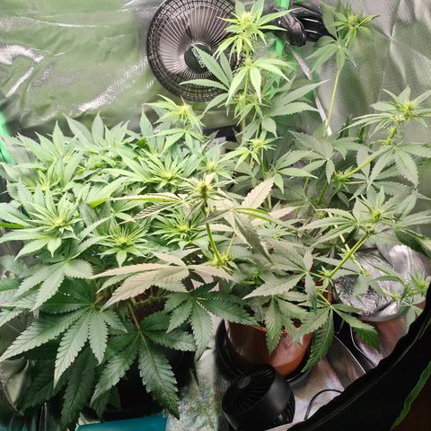 Critical (RQS) & Super- Skunk growlog photo: Kraut & Rüben 🫣