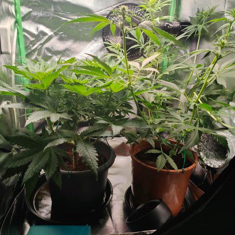 Critical (RQS) & Super- Skunk growlog photo: Kraut & Rüben 🫣