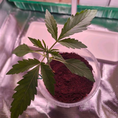 Bubble Gum x OG Kush x Critical Auto growlog photo: 😊