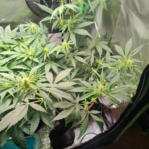 Critical (RQS) & Super- Skunk growlog photo: Wird 😊