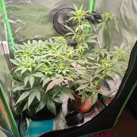 Critical (RQS) & Super- Skunk growlog photo: Wird 😊