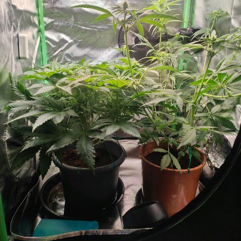 Critical (RQS) & Super- Skunk growlog photo: Wird 😊
