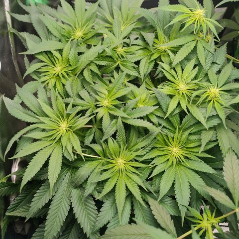 Critical (RQS) & Super- Skunk growlog photo: Wird 😊