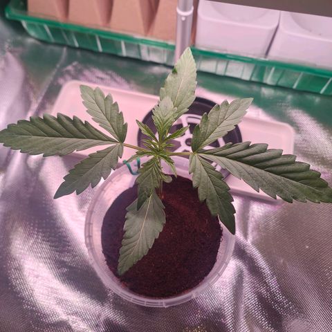 Bubble Gum x OG Kush x Critical Auto growlog timeline photo