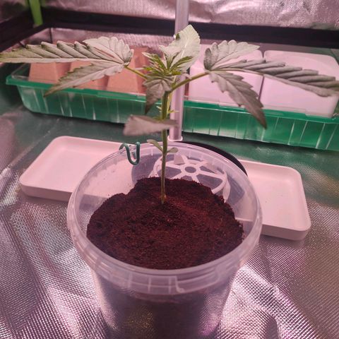 Bubble Gum x OG Kush x Critical Auto growlog timeline photo
