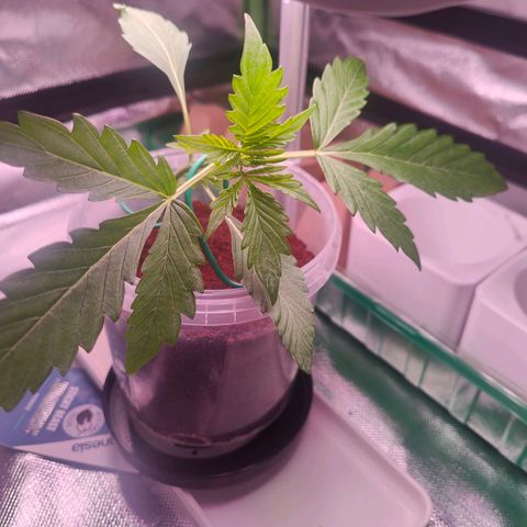 Bubble Gum x OG Kush x Critical Auto growlog photo: Bisschen LST 😊