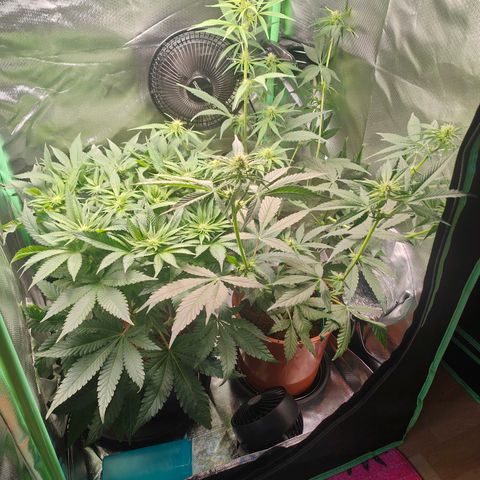 Critical (RQS) & Super- Skunk growlog timeline photo