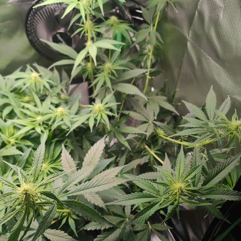 Critical (RQS) & Super- Skunk growlog timeline photo