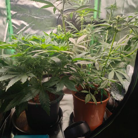 Critical (RQS) & Super- Skunk growlog timeline photo