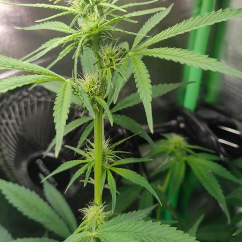 Critical (RQS) & Super- Skunk growlog timeline photo