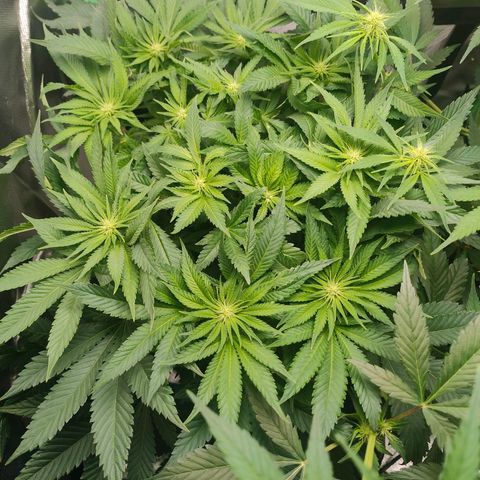 Critical (RQS) & Super- Skunk growlog timeline photo