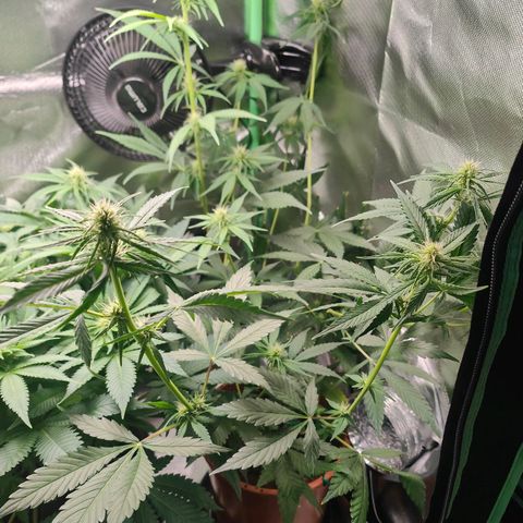 Critical (RQS) & Super- Skunk growlog timeline photo