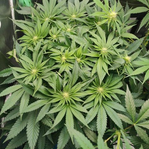 Critical (RQS) & Super- Skunk growlog timeline photo