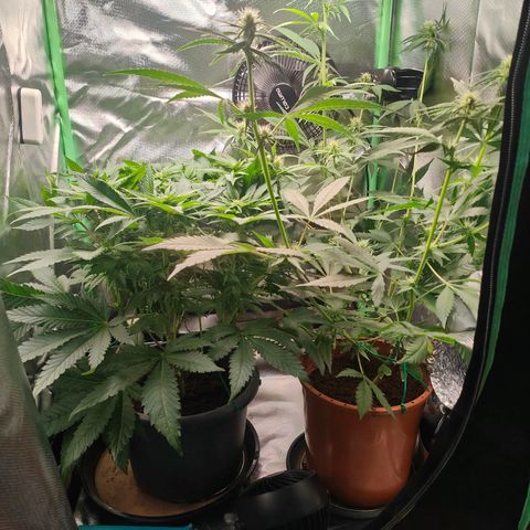 Critical (RQS) & Super- Skunk growlog timeline photo