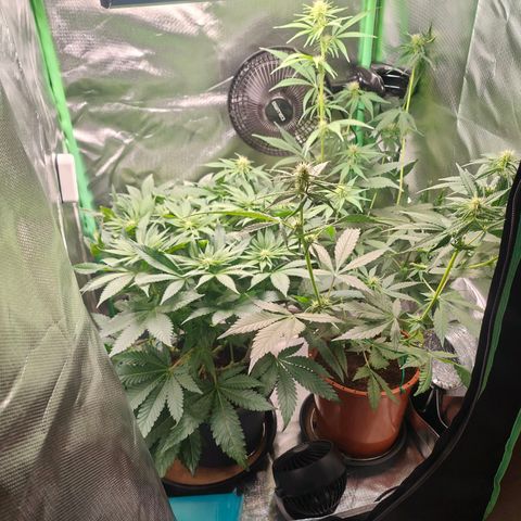 Critical (RQS) & Super- Skunk growlog timeline photo