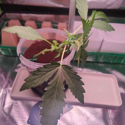 Bubble Gum x OG Kush x Critical Auto growlog timeline photo