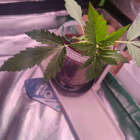 Bubble Gum x OG Kush x Critical Auto growlog timeline photo