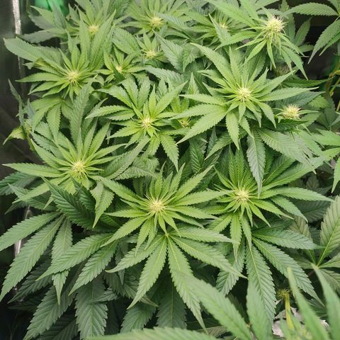 Critical (RQS) & Super- Skunk growlog timeline photo