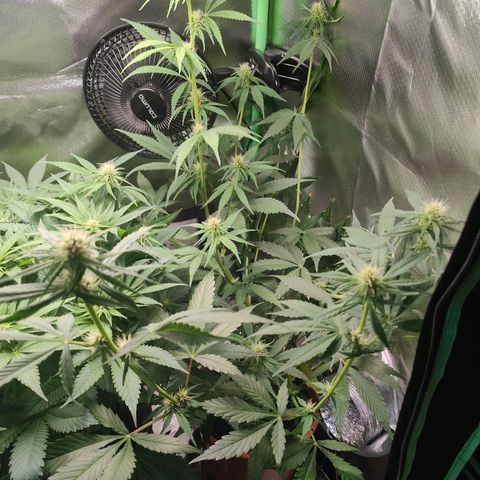 Critical (RQS) & Super- Skunk growlog timeline photo
