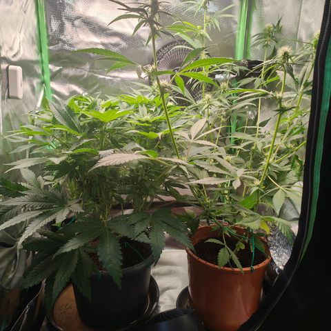 Critical (RQS) & Super- Skunk growlog timeline photo