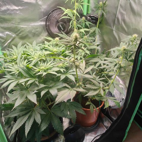 Critical (RQS) & Super- Skunk growlog timeline photo