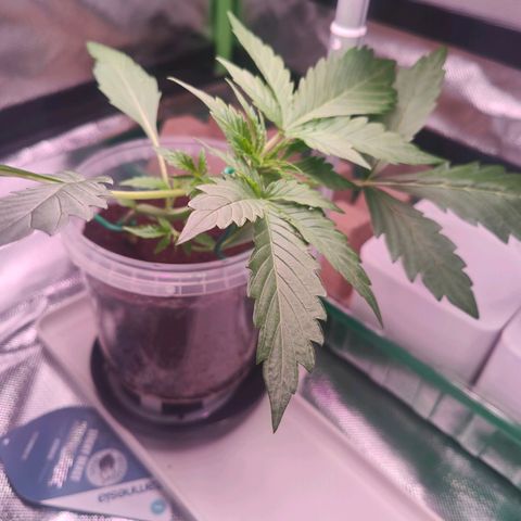Bubble Gum x OG Kush x Critical Auto growlog timeline photo