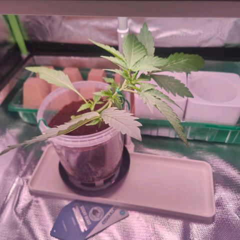 Bubble Gum x OG Kush x Critical Auto growlog timeline photo