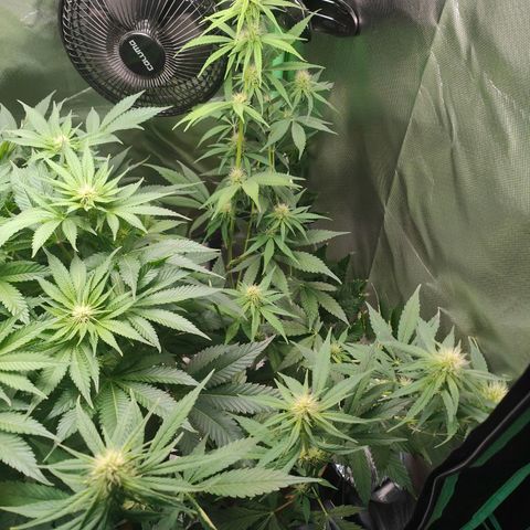 Critical (RQS) & Super- Skunk growlog photo: So, jetzt sind die süßen wieder einigermaßen gleich hoch 😅 sieht ganz gut aus. 😊