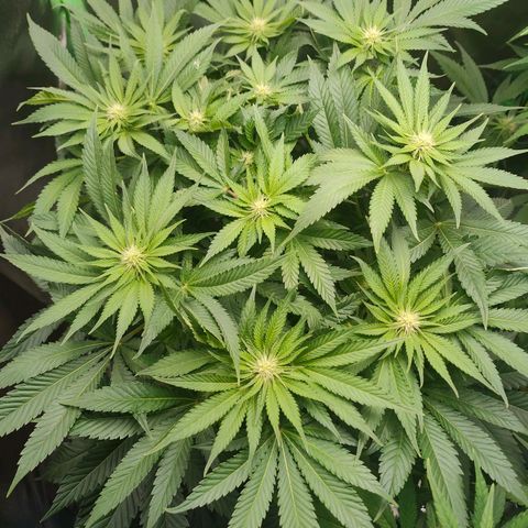 Critical (RQS) & Super- Skunk growlog photo: So, jetzt sind die süßen wieder einigermaßen gleich hoch 😅 sieht ganz gut aus. 😊