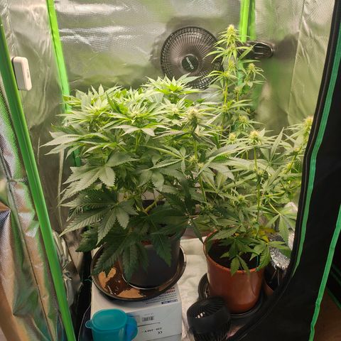 Critical (RQS) & Super- Skunk growlog photo: So, jetzt sind die süßen wieder einigermaßen gleich hoch 😅 sieht ganz gut aus. 😊