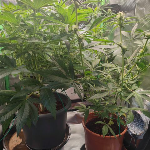 Critical (RQS) & Super- Skunk growlog photo: So, jetzt sind die süßen wieder einigermaßen gleich hoch 😅 sieht ganz gut aus. 😊