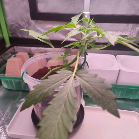Bubble Gum x OG Kush x Critical Auto growlog photo: Die blätter kleben quasi an der Lampe wenn ich das Zelt auf mache 😅 war klar.. viel zu wenig Power! Aber egal! Experiment is Experiment 😊