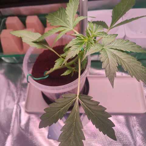 Bubble Gum x OG Kush x Critical Auto growlog photo: Die blätter kleben quasi an der Lampe wenn ich das Zelt auf mache 😅 war klar.. viel zu wenig Power! Aber egal! Experiment is Experiment 😊