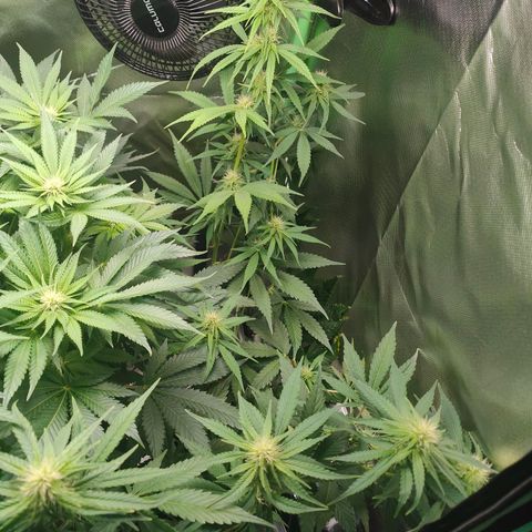 Critical (RQS) & Super- Skunk growlog photo: Heute wird Critta ein wenig entblättert & gelollipoppt werden beide 😊
