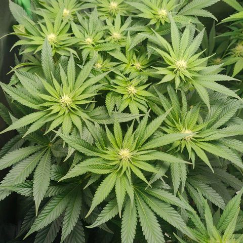 Critical (RQS) & Super- Skunk growlog photo: Heute wird Critta ein wenig entblättert & gelollipoppt werden beide 😊