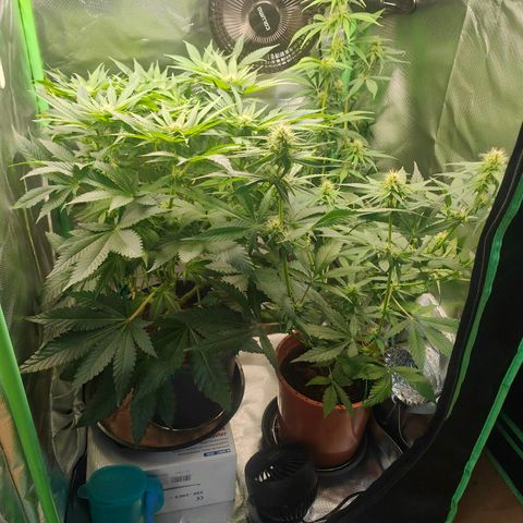 Critical (RQS) & Super- Skunk growlog photo: Heute wird Critta ein wenig entblättert & gelollipoppt werden beide 😊