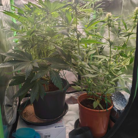 Critical (RQS) & Super- Skunk growlog photo: Heute wird Critta ein wenig entblättert & gelollipoppt werden beide 😊