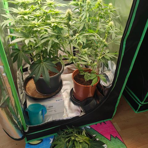 Critical (RQS) & Super- Skunk growlog photo: Bisschen ausgedünnt 😬😊 bin zufrieden soweit!