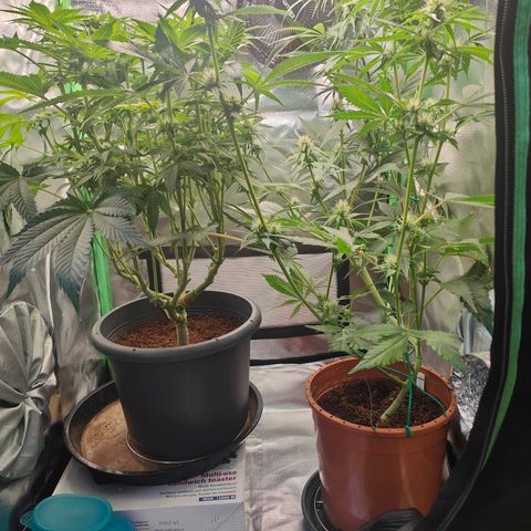 Critical (RQS) & Super- Skunk growlog photo: Bisschen ausgedünnt 😬😊 bin zufrieden soweit!