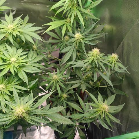 Critical (RQS) & Super- Skunk growlog photo: Bisschen ausgedünnt 😬😊 bin zufrieden soweit!