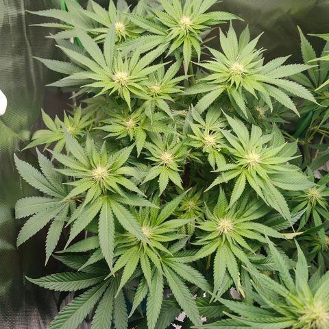 Critical (RQS) & Super- Skunk growlog photo: Bisschen ausgedünnt 😬😊 bin zufrieden soweit!