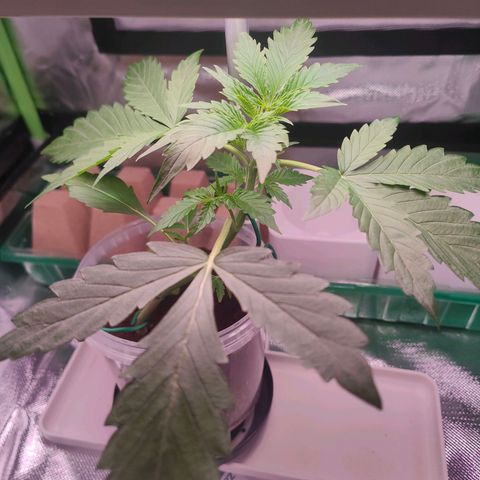 Bubble Gum x OG Kush x Critical Auto growlog timeline photo