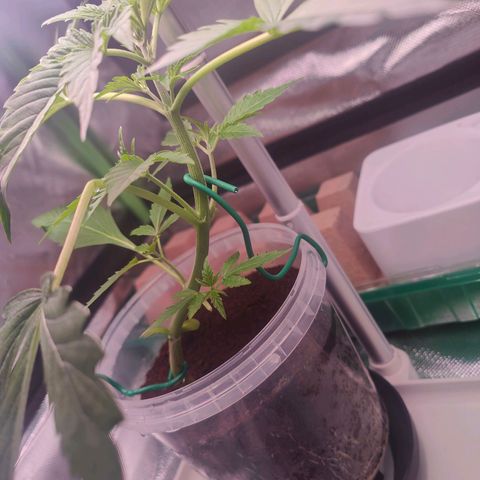 Bubble Gum x OG Kush x Critical Auto growlog timeline photo