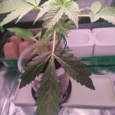 Bubble Gum x OG Kush x Critical Auto growlog timeline photo